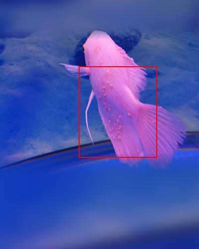 鱼病检测